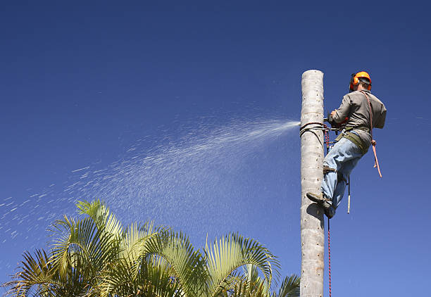 Best Palm Tree Trimming  in Rockdale, TX