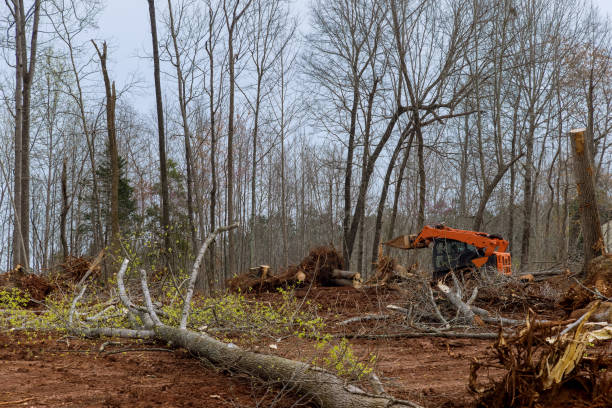 How Our Tree Care Process Works  in  Rockdale, TX