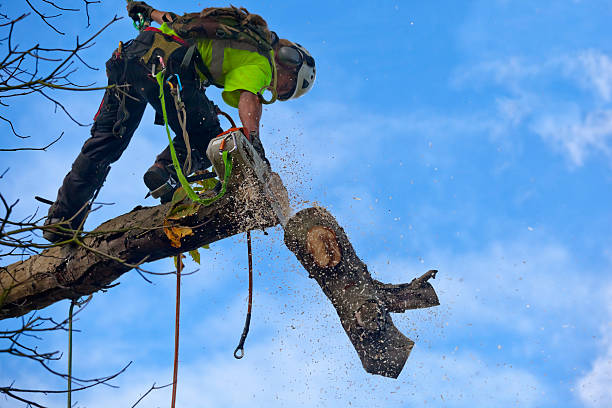 Tree and Shrub Care in Rockdale, TX