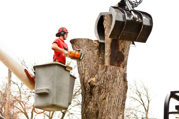 Best Tree Risk Assessment  in Rockdale, TX