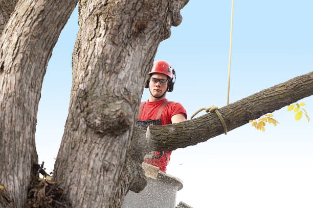 Professional Tree Services in Rockdale, TX